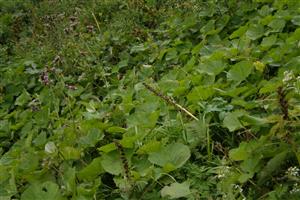 porasty s Petasites kablikianus